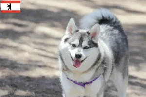 Lire la suite à propos de l’article Alaskan Klee Kai Éleveurs et chiots à Berlin