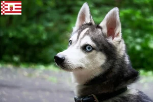 Lire la suite à propos de l’article Alaskan Klee Kai Éleveurs et chiots à Brême