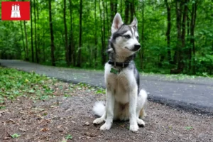 Lire la suite à propos de l’article Alaskan Klee Kai Éleveurs et chiots à Hambourg