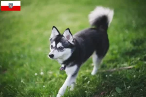 Lire la suite à propos de l’article Alaskan Klee Kai Éleveurs et chiots en Thuringe