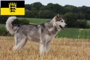 Lire la suite à propos de l’article Alaskan Malamute Éleveurs et chiots en Baden-Württemberg