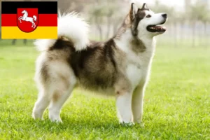 Lire la suite à propos de l’article Alaskan Malamute Éleveurs et chiots en Basse-Saxe