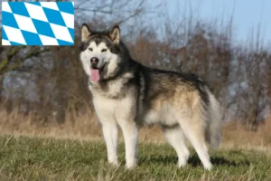 Lire la suite à propos de l’article Alaskan Malamute Éleveurs et chiots en Bavière