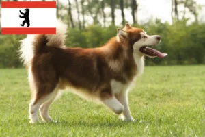 Lire la suite à propos de l’article Alaskan Malamute éleveurs et chiots à Berlin
