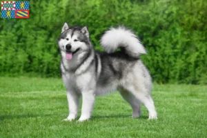 Lire la suite à propos de l’article Éleveurs d’Alaskan Malamute et chiots en Bourgogne-Franche-Comté