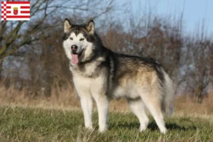 Lire la suite à propos de l’article Alaskan Malamute Éleveurs et chiots à Brême