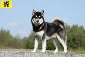Lire la suite à propos de l’article Éleveurs de Malamutes d’Alaska et chiots en Flandre