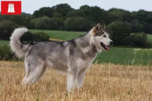 Lire la suite à propos de l’article Alaskan Malamute Éleveurs et chiots à Hambourg
