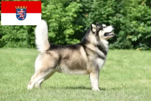 Lire la suite à propos de l’article Alaskan Malamute Éleveurs et chiots en Hesse