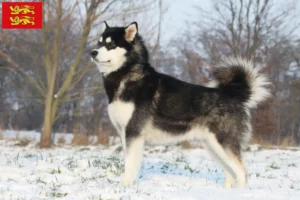 Lire la suite à propos de l’article Éleveurs d’Alaskan Malamute et chiots en Normandie