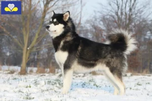 Lire la suite à propos de l’article Alaskan Malamute Éleveurs et chiots en Région de Bruxelles-Capitale