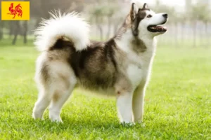 Lire la suite à propos de l’article Alaskan Malamute éleveurs et chiots en région wallonne