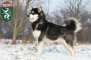 Lire la suite à propos de l’article Alaskan Malamute éleveurs et chiots en Styrie