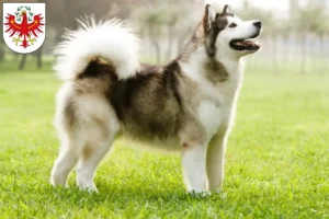 Lire la suite à propos de l’article Alaskan Malamute Éleveurs et chiots au Tyrol