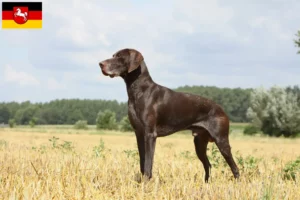 Lire la suite à propos de l’article Éleveurs et chiots à poil court allemand en Basse-Saxe