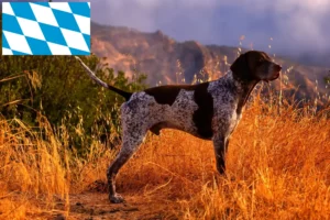 Lire la suite à propos de l’article Éleveurs et chiots à poil court allemand en Bavière