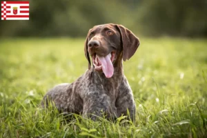 Lire la suite à propos de l’article Éleveurs et chiots à poil court allemand à Brême