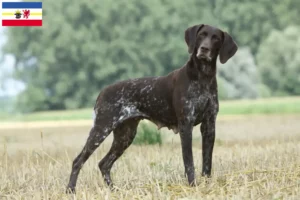 Lire la suite à propos de l’article Éleveurs et chiots à poil court allemand dans le Mecklembourg-Poméranie occidentale