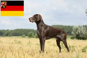Lire la suite à propos de l’article Éleveurs et chiots à poil court allemand en Rhénanie-Palatinat