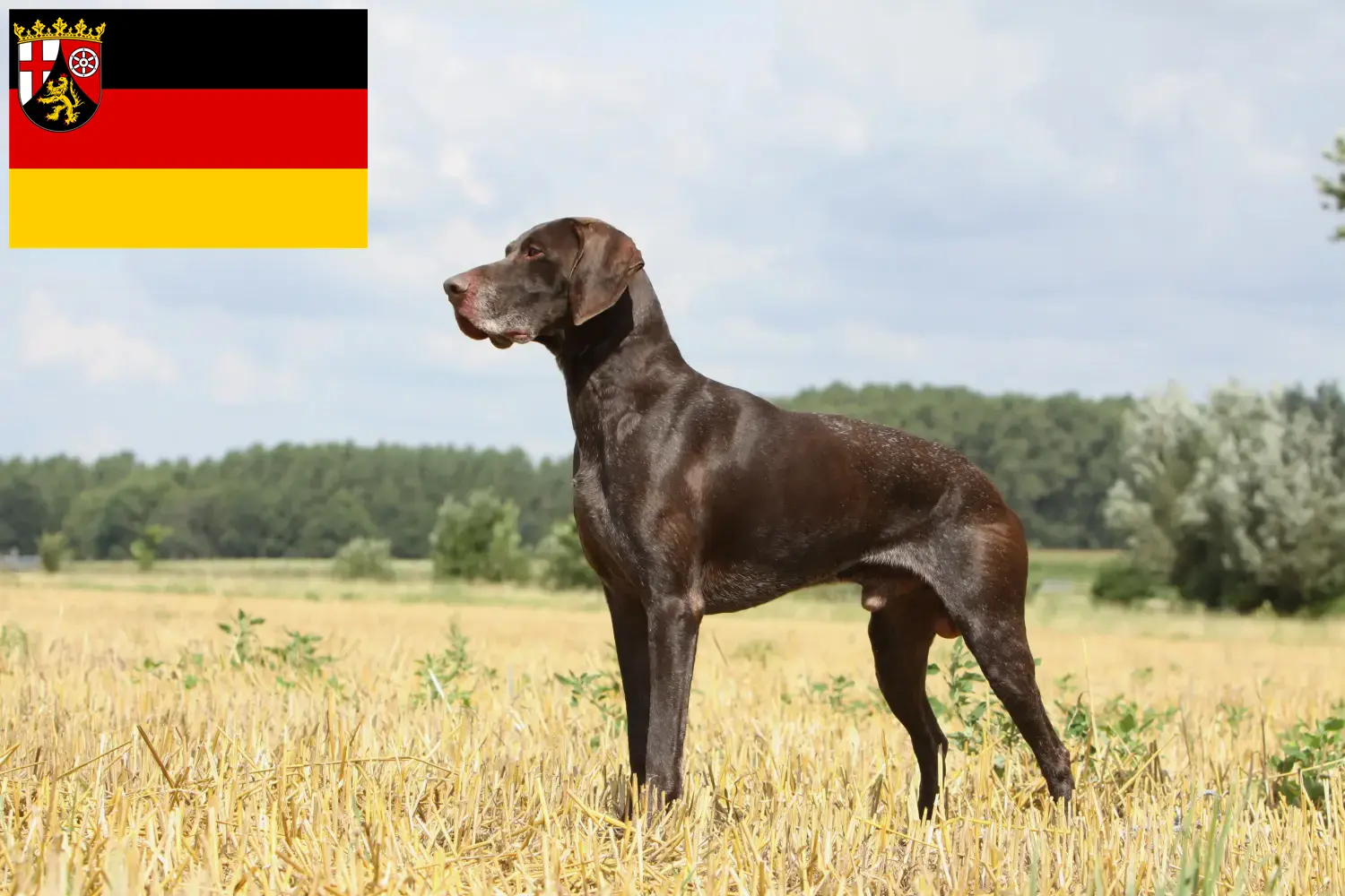 Chiots et éleveurs de chats à poil court allemands Rhénanie-Palatinat Ici, tu trouveras des éleveurs de chats à poil court allemand en Rhénanie-Palatinat.