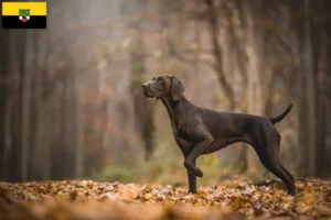 Lire la suite à propos de l’article Éleveurs et chiots à poil court allemand en Saxe-Anhalt