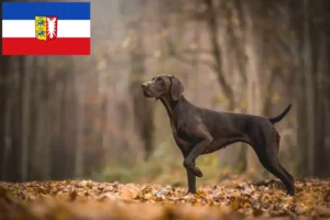 Lire la suite à propos de l’article Éleveurs et chiots à poil court allemand dans le Schleswig-Holstein