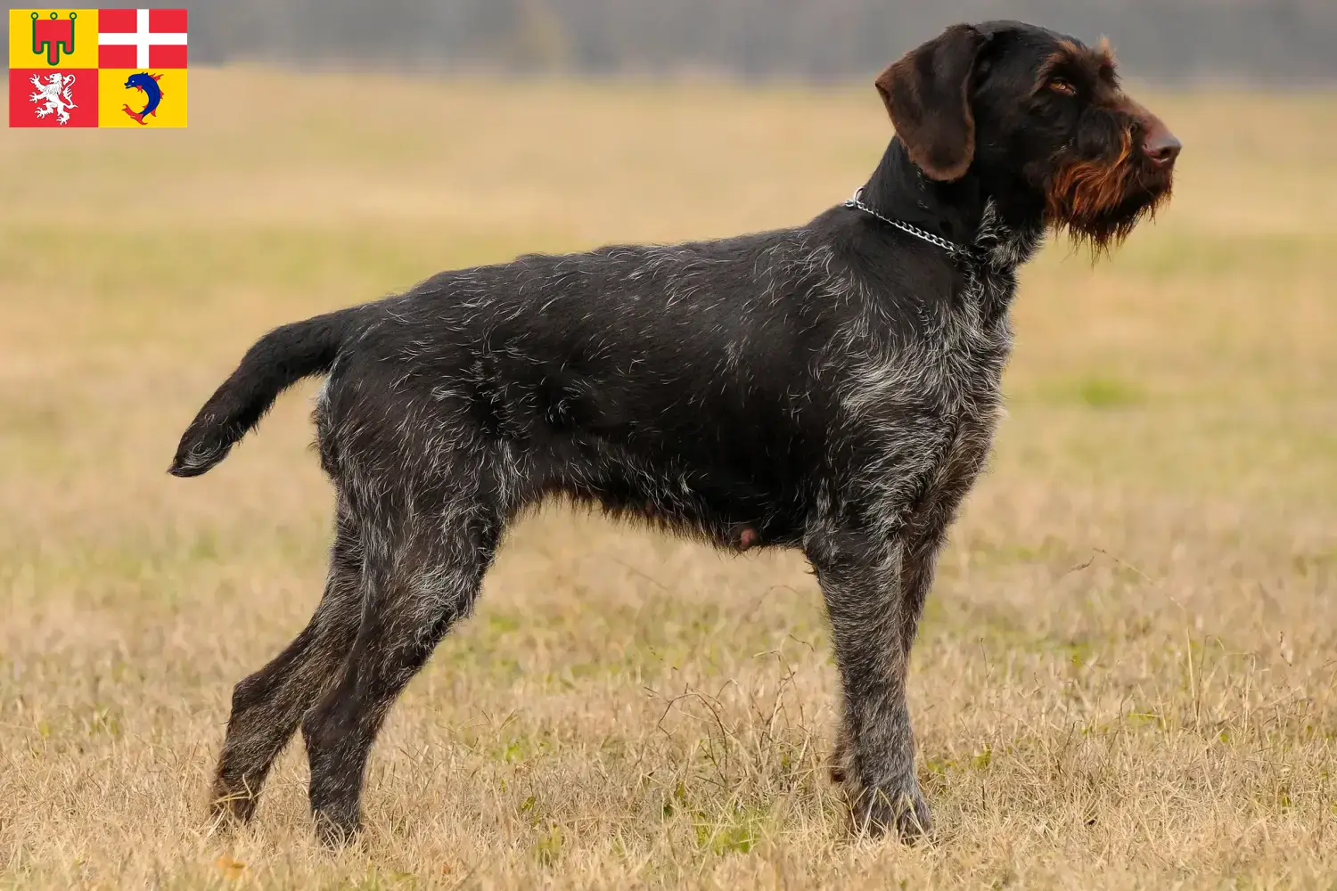 Chiots et éleveurs de chiens allemands à poil dur Auvergne-Rhône-Alpes Ici, tu trouveras des éleveurs de chiens à poil dur en Auvergne-Rhône-Alpes.
