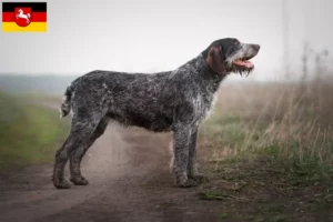 Lire la suite à propos de l’article Éleveurs de chiens à poil dur et chiots en Basse-Saxe