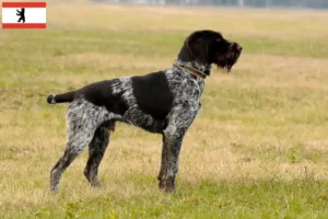 Lire la suite à propos de l’article Éleveurs et chiots de chiens allemands à Berlin