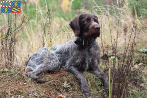 Lire la suite à propos de l’article Eleveurs et chiots de chiens à poil dur en Bourgogne-Franche-Comté