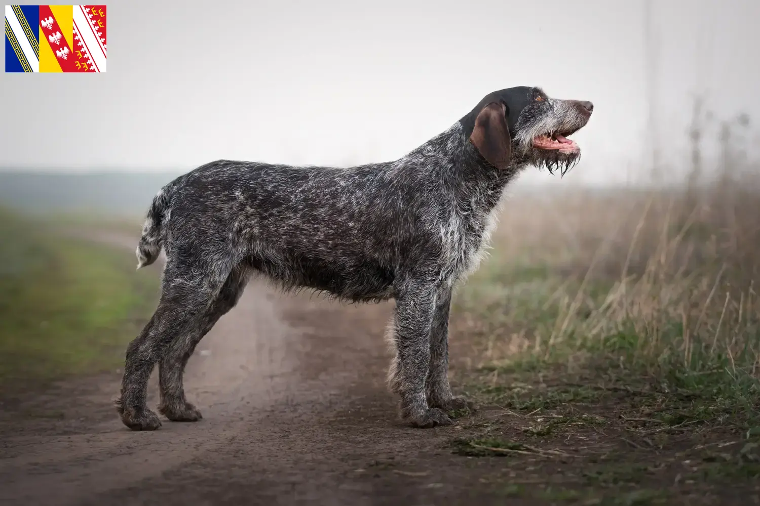 Chiots et éleveurs de chiens allemands à poil dur Grand Est Ici, tu trouveras des éleveurs de chiens à poil dur en Grand Est.