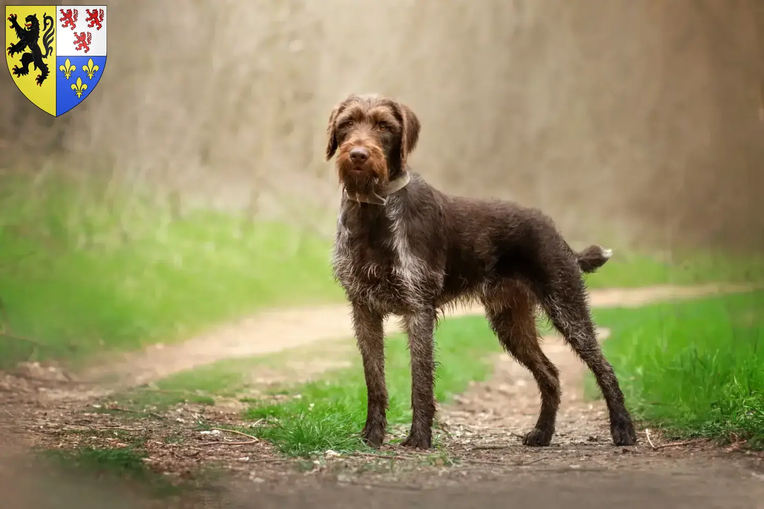 Chiots et éleveurs de chiens allemands à poil dur Hauts-de-France Ici, tu trouveras des éleveurs de chiens à poil dur en Hauts-de-France.