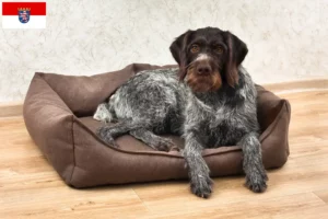Lire la suite à propos de l’article Éleveurs de chiens à poil dur et chiots en Hesse