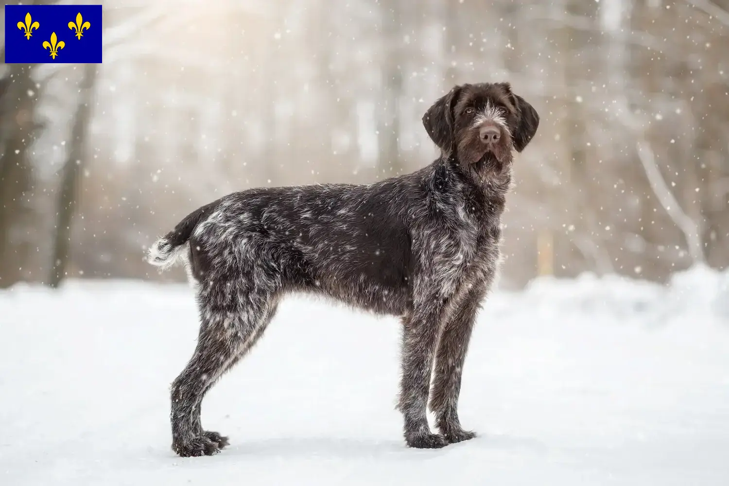 Chiots et éleveurs de chiens allemands à poil dur d'Île-de-France Ici, tu trouveras des éleveurs de chiens à poil dur en Île-de-France.