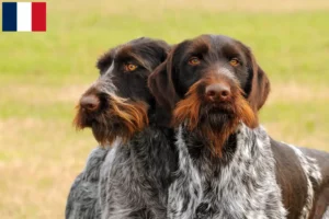 Lire la suite à propos de l’article Éleveurs et chiots de chiens allemands à poil dur en Martinique