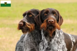 Lire la suite à propos de l’article Éleveurs de chiens à poil dur et chiots en Saxe