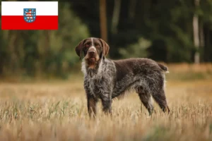 Lire la suite à propos de l’article Éleveurs de chiens à poil dur et chiots en Thuringe
