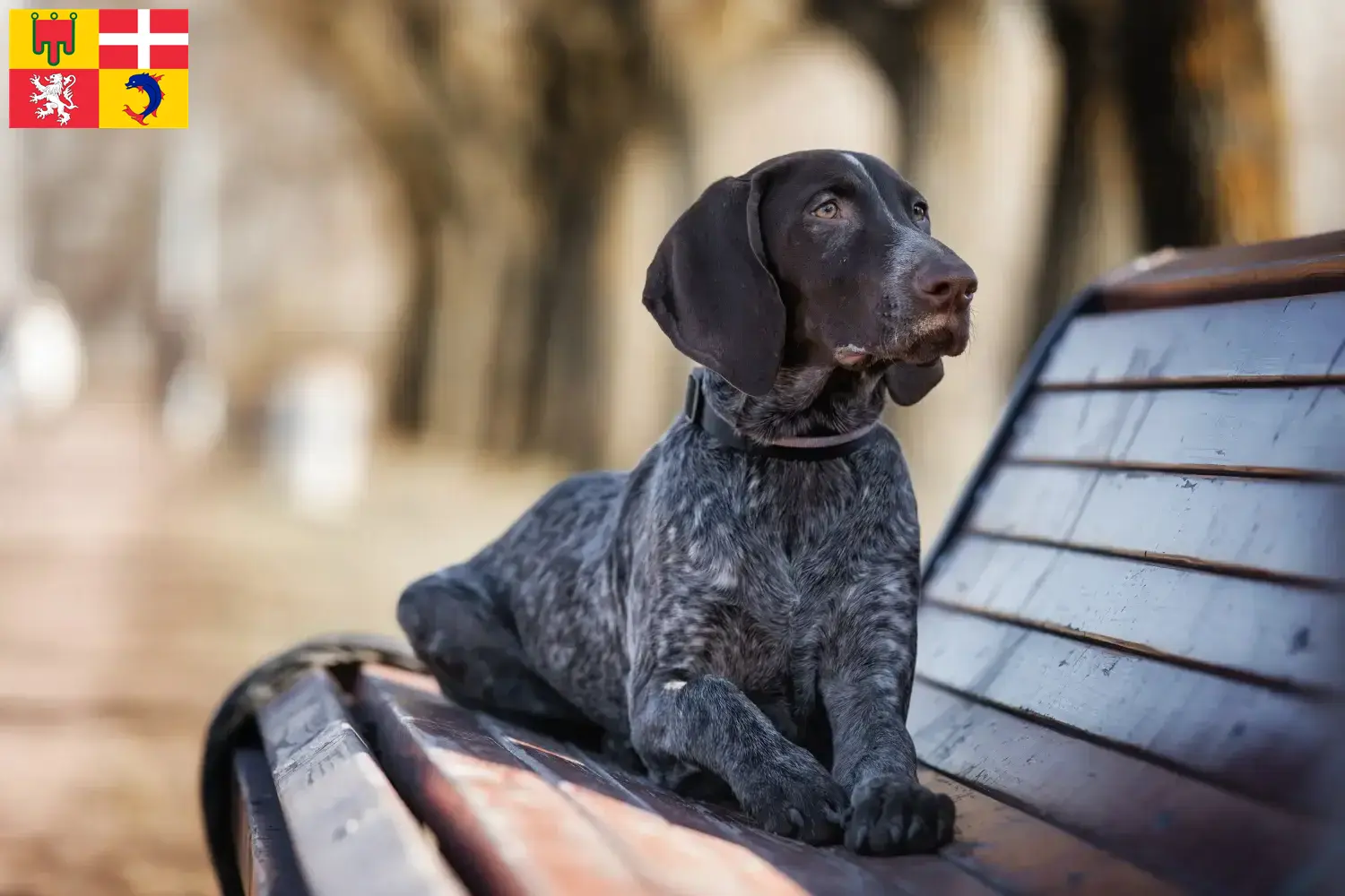 Chiots et éleveurs de chiens allemands à poil court Auvergne-Rhône-Alpes Ici, tu trouveras des éleveurs de chats à poil court allemand en Auvergne-Rhône-Alpes.