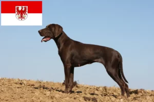 Lire la suite à propos de l’article Éleveurs et chiots à poil court allemand dans le Brandebourg
