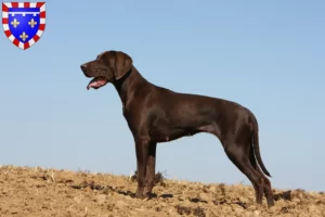 Lire la suite à propos de l’article Éleveurs et chiots à poil court allemand en Centre-Val de Loire