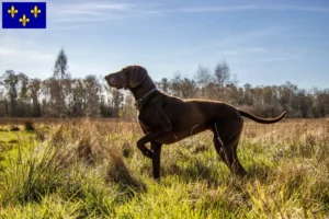Lire la suite à propos de l’article Éleveurs et chiots de chiens allemands à poil court en Île-de-France