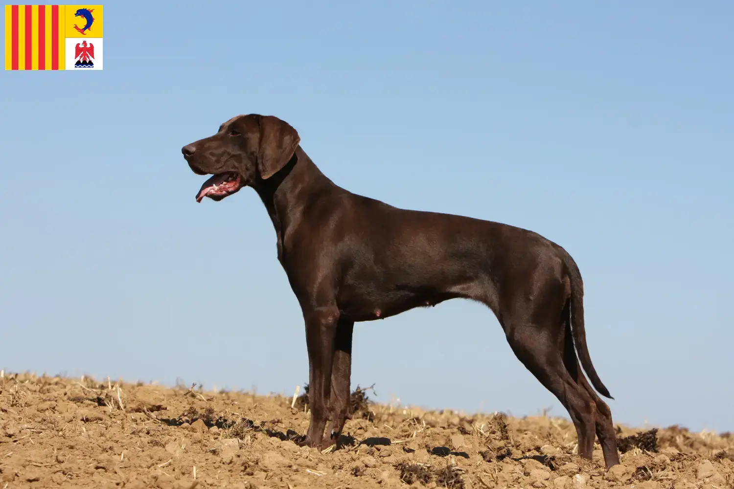 Chiots et éleveurs de chiens allemands à poil court Provence-Alpes-Côte d'Azur Ici, tu trouveras des éleveurs de chats à poil court allemands en Provence-Alpes-Côte d'Azur.
