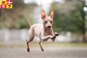 Lire la suite à propos de l’article Éleveurs et chiots d’American Hairless Terrier en Auvergne-Rhône-Alpes