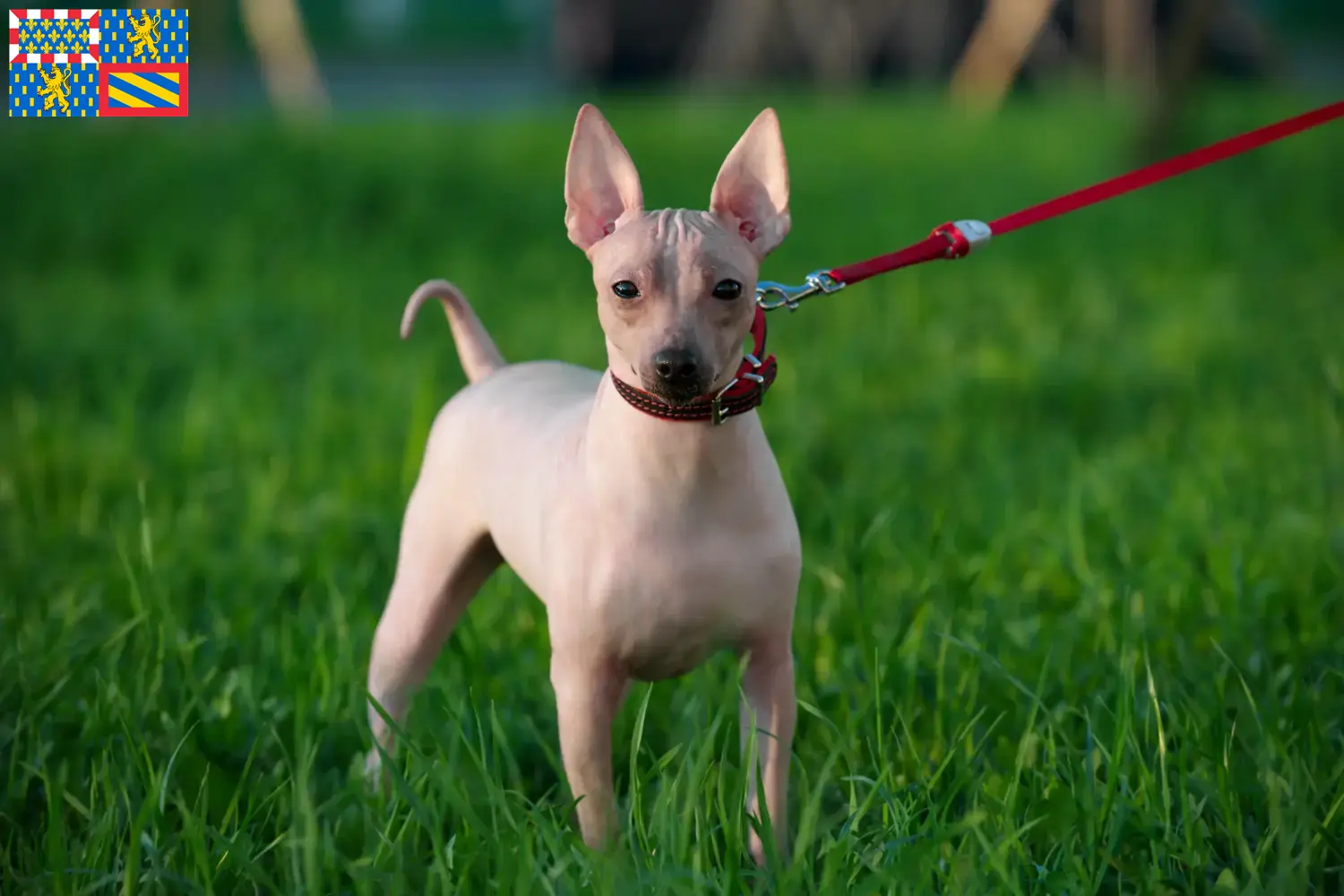 Chiots et éleveurs d'American Hairless Terrier Bourgogne-Franche-Comté Ici, tu trouveras des éleveurs d'American Hairless Terrier en Bourgogne-Franche-Comté.