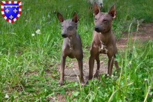 Lire la suite à propos de l’article Éleveurs et chiots d’American Hairless Terrier en Centre-Val de Loire