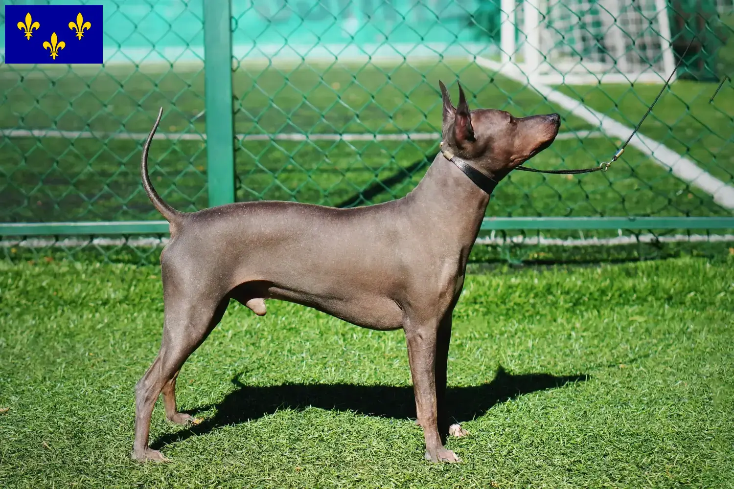 Chiots et éleveurs d'American Hairless Terrier Île-de-France Ici, tu trouveras des éleveurs d'American Hairless Terrier en Île-de-France.