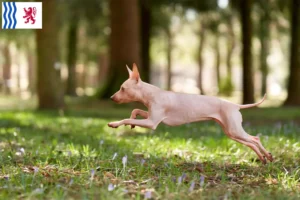 Lire la suite à propos de l’article Éleveurs et chiots d’American Hairless Terrier en Nouvelle-Aquitaine