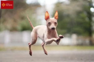Lire la suite à propos de l’article Éleveurs de terriers américains sans poil et chiots en Occitanie