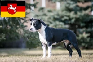 Lire la suite à propos de l’article Éleveurs de Staffordshire Terrier américain et chiots en Basse-Saxe