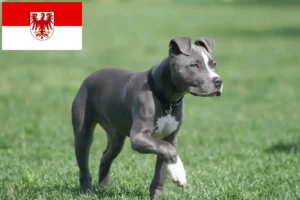 Lire la suite à propos de l’article Éleveurs de Staffordshire Terrier américain et chiots dans le Brandebourg